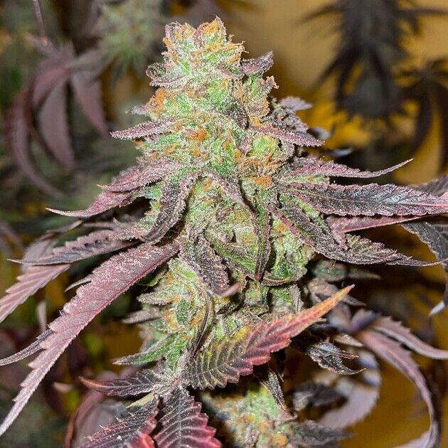 Cannabissamen Kingston Punch für Indoor und Outdoor